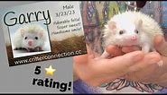 Meet Garry, an adorable smiling baby hedgehog looking for a forever home ♥️