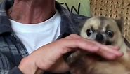 Hilariously Angry Chihuahua LOATHES Getting Pets!