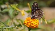 Butterfly, Botany, Flower. Free Stock Video