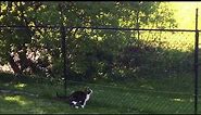 Cat Fencing - No more roaming for EEyou