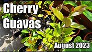 Lemon & Strawberry Guava Update (Psidium cattleianum) - August 2023