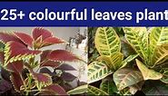 25+ Colourful Leaves Plant Collection With Plants Name || Top 25+ Beautiful Leaf plants Of My Garden