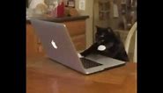 Cat typing on computer for 5 minutes and 4 seconds