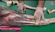 Equine Anatomy - Extensor Muscles of the Carpal Joint and Digits