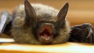 Bumblebee bat, smallest mammal...