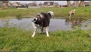Dog shaking off water in slow motion!