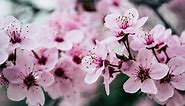 Flowering Cherries: Everything You Ever Wanted to Know