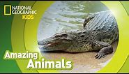 Crocodile | Amazing Animals