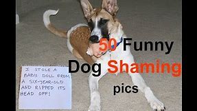 50 Funny Dog Shaming pics