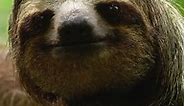 😍Baby sloth 🦥💕 #internationalslothday #sloth #lovesloths #robertefuller #cutebabies #cuteanimals #discoverwildlife #NatureWonders #slowlife | Robert E Fuller