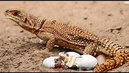 This Is How Lizard Gives Birth To Cute Baby