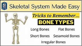 Skeletal System: Types of Bones in Under 10 Minutes [Anatomy Physiology Human Body]
