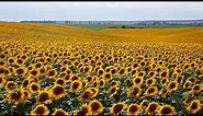 Sunflowers, Field of Sunflowers, Beautiful Landscape, 4k, VJ Loop, Background Video, Video Footage