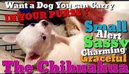 Want a Puppy You can Carry in Your Purse: The Chihuahua Small Alert Sassy Charming Graceful Breed