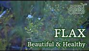 What is FLAX good for? Here's how to plant, grow & harvest this powerful flower