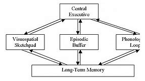 Working Memory (Definition   Examples)
