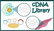 cDNA library || How cDNA library is constructed? || What are DNA libraries used for?