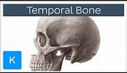 Temporal Bone - Definition, Location & Parts - Human Anatomy | Kenhub