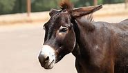 Burro vs Mule: What Are The Differences?