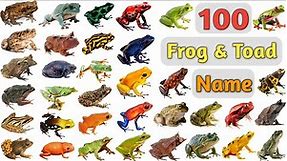 Frog & Toad Vocabulary ll 100 Frog & Toads Name In English With Pictures ll Type of Frogs & Toads