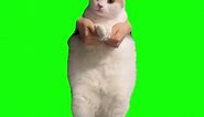 Cat Dancing to EDM | Green Screen #cat #catmeme #dance #dancing #meme #memes #viral #fyp