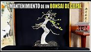 🌳 BONSAI COPAL (Bursera Bipinnata) | Trasplante, Diseño y Poda [4k]