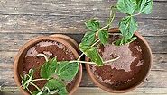 Growing Plants on Mars | Science Project