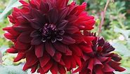 What Flowers Are Burgundy in Color? - Essential Garden Guide