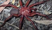 New giant species of spider that makes trapdoors discovered in Australia