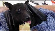 Humphrey the bat eats a banana
