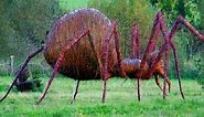 14 World's Largest Spiders