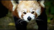 The Cutest Animals in the World! | The Science of Cute | BBC Earth Kids