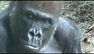Silverback Gorillas show Human-like expressions and behaviors - Largest living Primate