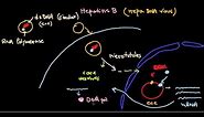 Hepatitis B virus life cycle