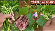How to Grow Yard Long Beans from Seed | Seed to Harvesting | Full Process | The Smart Gardener