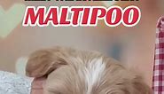 Maltipoos are intelligent and affectionate pups. They’re easy to train, love being with you and get along with children and most other pets well. Puppy ID: 2546-BW #maltipoo #maltipoos #maltipoopuppy #maltipoopup #maltipoopuppies #maltipoodog #maltipoodogs #maltipoomom #maltipoolife