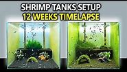 3 Breeding Shrimp Tanks Setup for Caridina (Step by Step 12 Weeks Shrimp Tank Cycle)