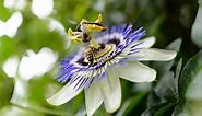 Caring for passion flowers - Golden Rules