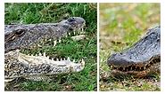 Alligator VS Crocodile: Size Difference & Who Would Win