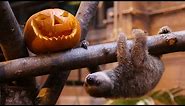 Baby sloth Edward gets ready for Halloween!