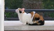 Differences Between Tortoiseshell and Calico Cats
