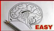 Easy - Human brain diagram drawing class 10