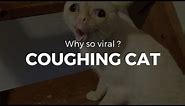 Cat Coughing meme - Why so viral ?