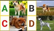 A to Z Dog Breeds| A to Z Dogs with pictures & video | ABC Dog breeds with pronounciation | ABC Dogs
