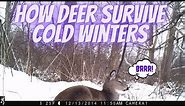 How Deer Survive in Winter