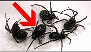 Redback Spiders Black Widows Or False Widows