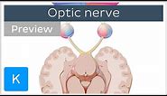 Optic nerve: branches and path (preview) - Human Anatomy | Kenhub