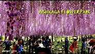 ASHIKAGA FLOWER PARK | Wisteria is full bloom at Spring【あしかがフラワーパーク】| #explorejapan #japan #4k