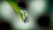 MACRO PHOTOGRAPHY TUTORIAL - 5 Tips For Water Drop Refraction