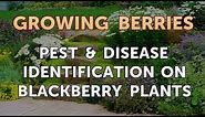 Pest & Disease Identification on Blackberry Plants